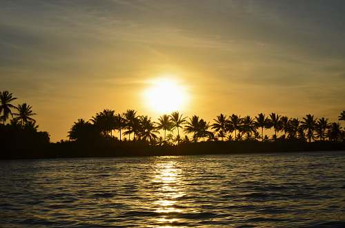 tree coconut tree near body of water sun